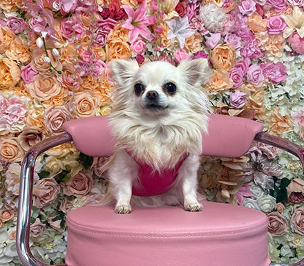 A day in the life of Barbie